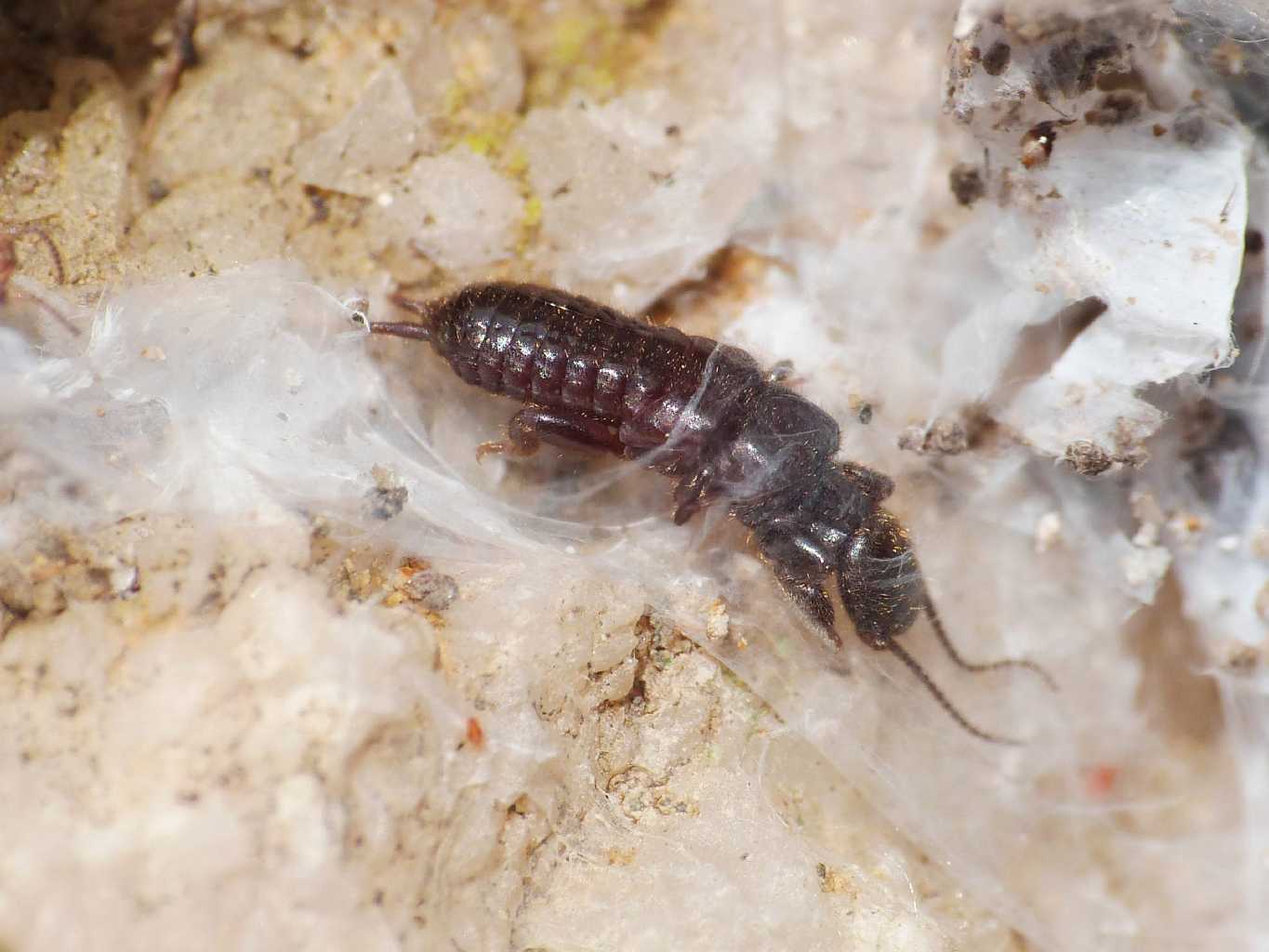 Embiidae? - S. Severa (RM)